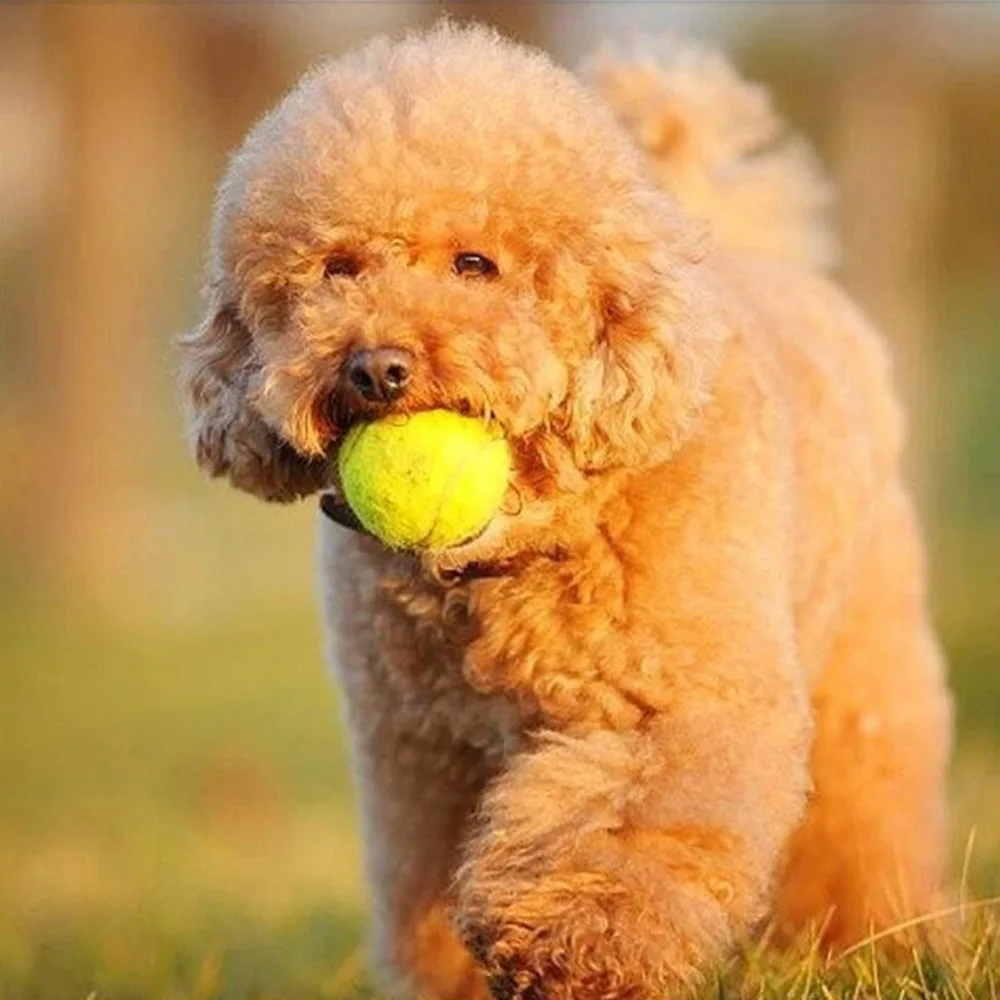 6 5 см/2 "большой гигантский питомец собака теннисный мяч Petsport метательный