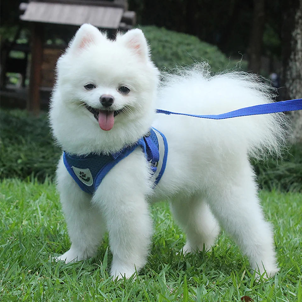 Reflective Dog Harness and Leash Set Pet Comfortable Adjustable Soft Mesh Dogs Cats Vest Harness Easy Control Puppy Outdoor Walk
Reflective Dog Harness and Leash Set Pet Comfortable Adjustable Soft Mesh Dogs Cats Vest Harness Easy Control Puppy Outdoor Walk