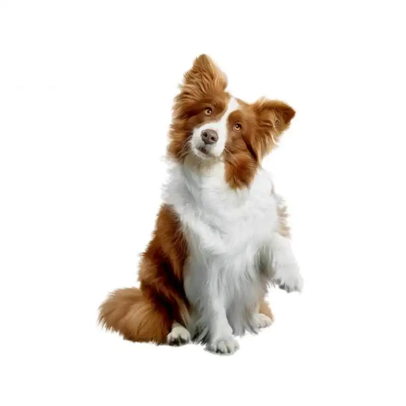 Dawasaru for Border Collie Motorcycle Car Stickers Repair Decal 3D Funny Vinyl Material Scratch-Proof Windows Decoration 13cm
Dawasaru for Border Collie Motorcycle Car Stickers Repair Decal 3D Funny Vinyl Material Scratch-Proof Windows Decoration 13cm