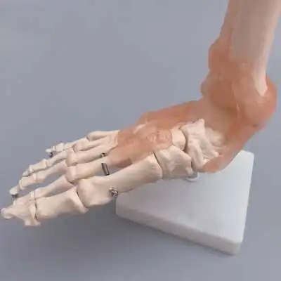 Ножная кость модель лодыжки суставная связка ноги костная структура ноги фибула кость пальца ноги учебная форма
Ножная кость модель лодыжки суставная связка ноги костная структура ноги фибула кость пальца ноги учебная форма