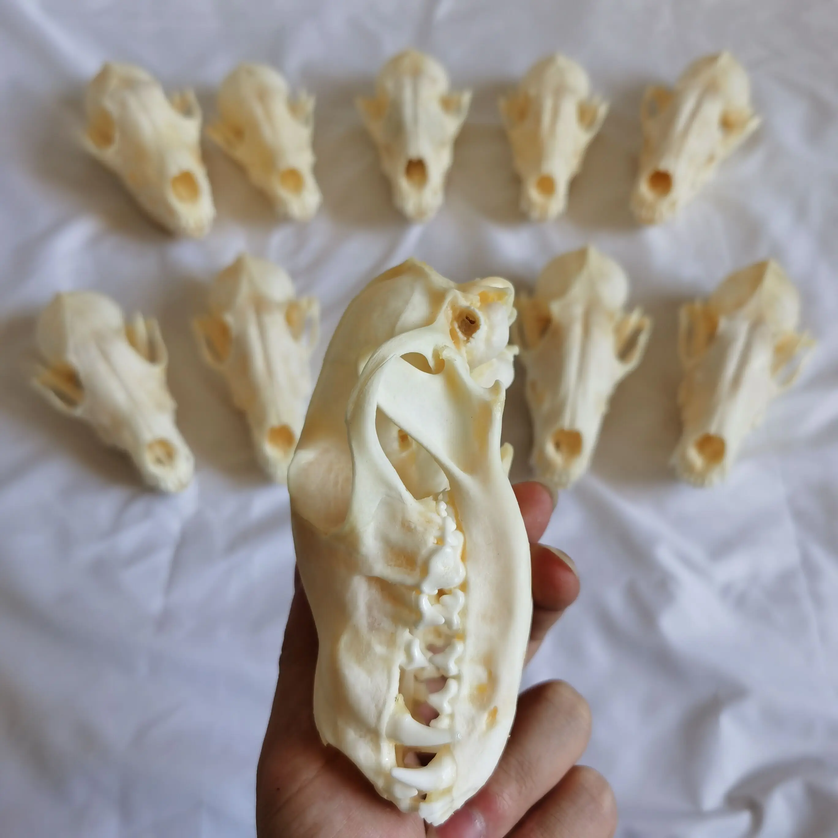 1 pcs, 3 pcs, 5 pcs, 10 pcs vulpes red fox, silver fox, cross fox skull taxidermy animal skull collectible specimen study
1 pcs, 3 pcs, 5 pcs, 10 pcs vulpes red fox, silver fox, cross fox skull taxidermy animal skull collectible specimen study