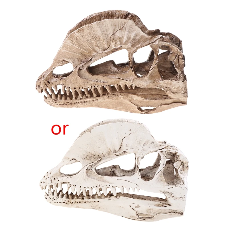 Dilophosaurus Dinosaur Skull Resin Crafts Skeleton Teaching Model Halloween Home Office Decoration
Dilophosaurus Dinosaur Skull Resin Crafts Skeleton Teaching Model Halloween Home Office Decoration