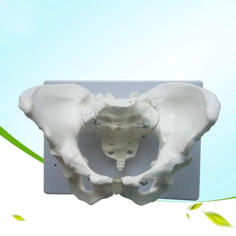 1:1 Life Size Standard Female Pelvic Pelvic Examination Model Human Skeletal Specimens of The Pelvic Measurement Skeleton Model
1:1 Life Size Standard Female Pelvic Pelvic Examination Model Human Skeletal Specimens of The Pelvic Measurement Skeleton Model