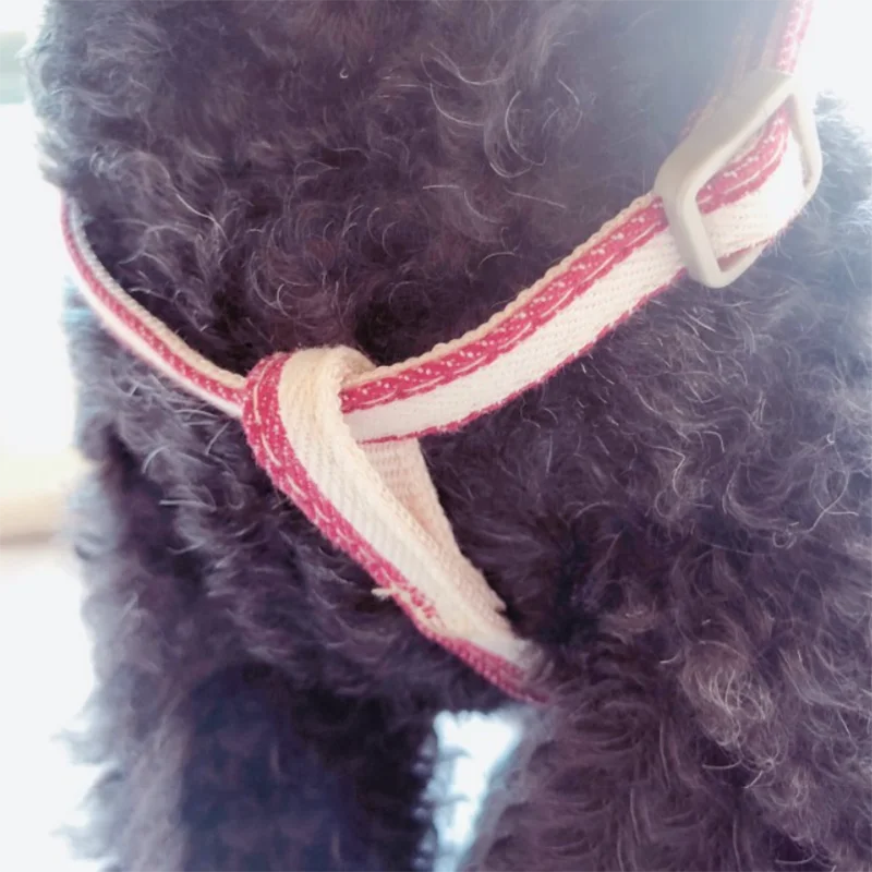 Dog Leash Set for Medium and Small Dogs Washable Nylon Adjustable Harness and Lead with Portable Snack Bag for Jogging
Dog Leash Set for Medium and Small Dogs Washable Nylon Adjustable Harness and Lead with Portable Snack Bag for Jogging
