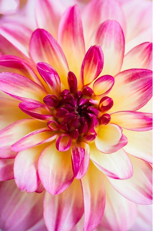 JMINE Div 5D Pink flower Full Diamond Painting cross stitch kits art High Quality Floral 3D paint by diamonds
JMINE Div 5D Pink flower Full Diamond Painting cross stitch kits art High Quality Floral 3D paint by diamonds