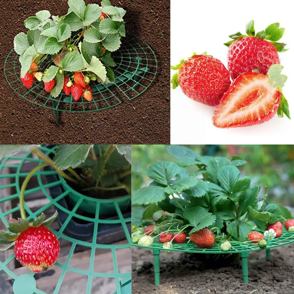 Strawberry Balcony Vegetable Stand Planting Frame Holder Gardening Plant Stand Climbing Vine Flower Pillar W2u9
Strawberry Balcony Vegetable Stand Planting Frame Holder Gardening Plant Stand Climbing Vine Flower Pillar W2u9