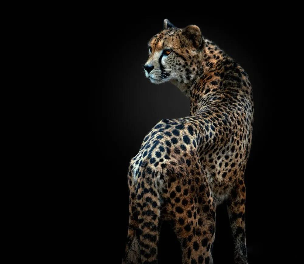 Paint by numbers for adults and children leopard of fishing with my father on the lake Advanced gifts and beautiful decorations
Paint by numbers for adults and children leopard of fishing with my father on the lake Advanced gifts and beautiful decorations