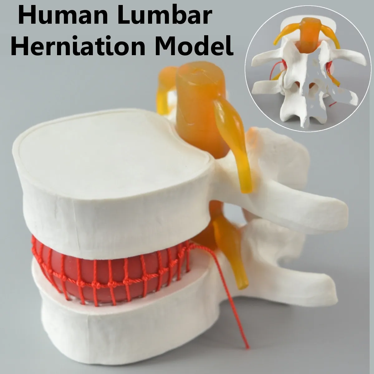 Человека анатомический Скелет спина поясница грыжа диска Учебная модель мозга череп черепно-пистолет школьные принадлежности медицинский... 
Человека анатомический Скелет спина поясница грыжа диска Учебная модель мозга череп черепно-пистолет школьные принадлежности медицинский...