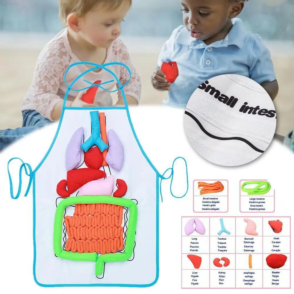1pc Anatomy Apron Human Body Organs Educational Insights Apron Home Anatomy Organs For Children Teaching Body Toys Human Ai R4S8
1pc Anatomy Apron Human Body Organs Educational Insights Apron Home Anatomy Organs For Children Teaching Body Toys Human Ai R4S8