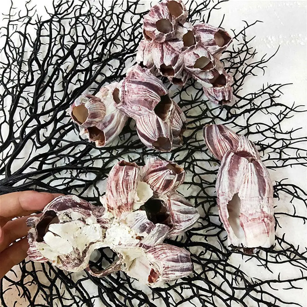 Sea Barnacles Wedding Event Decorations Fish Landscaping In House Shells Natural Conch And Your Fashion L7n7
Sea Barnacles Wedding Event Decorations Fish Landscaping In House Shells Natural Conch And Your Fashion L7n7