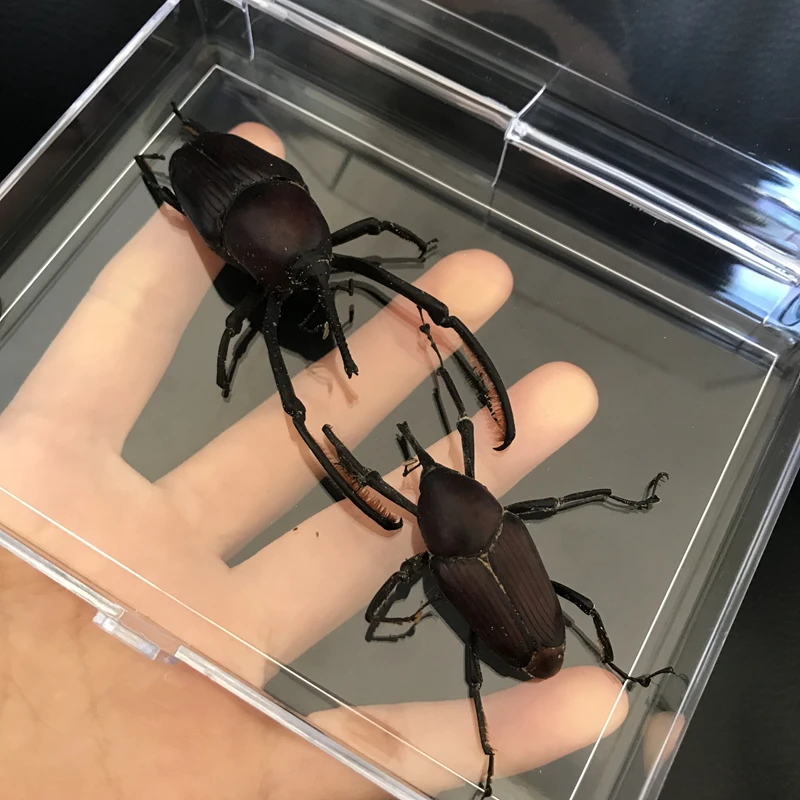 Real Insect Specimen Cyrtotrachelus buqueti Guer School Educational Teaching Aids Artwork Material Decor
Real Insect Specimen Cyrtotrachelus buqueti Guer School Educational Teaching Aids Artwork Material Decor