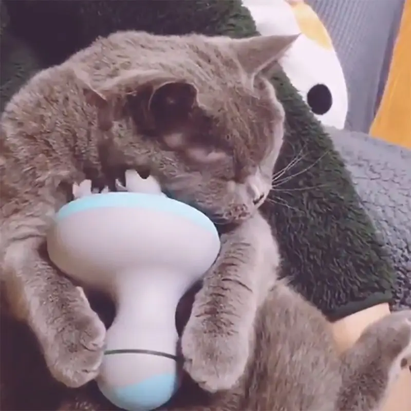 Cat Electric Automatic Scalp Massager USB Rechargeable Cat Claw Massage Tool Dog Interactive Head Stress Relax Toy Waterproof
Cat Electric Automatic Scalp Massager USB Rechargeable Cat Claw Massage Tool Dog Interactive Head Stress Relax Toy Waterproof