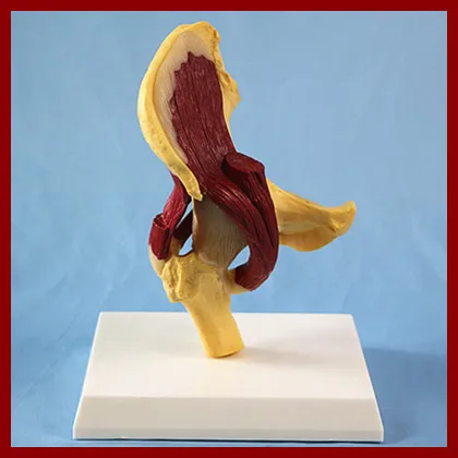 1:1 Life Size Human Hip Joint Muscle Anatomical Model Surgery Biology Medical Supplies
1:1 Life Size Human Hip Joint Muscle Anatomical Model Surgery Biology Medical Supplies