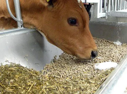 Septemper promotion price animal fodder feed pellet making machine / Grain feed pellet making
Septemper promotion price animal fodder feed pellet making machine / Grain feed pellet making