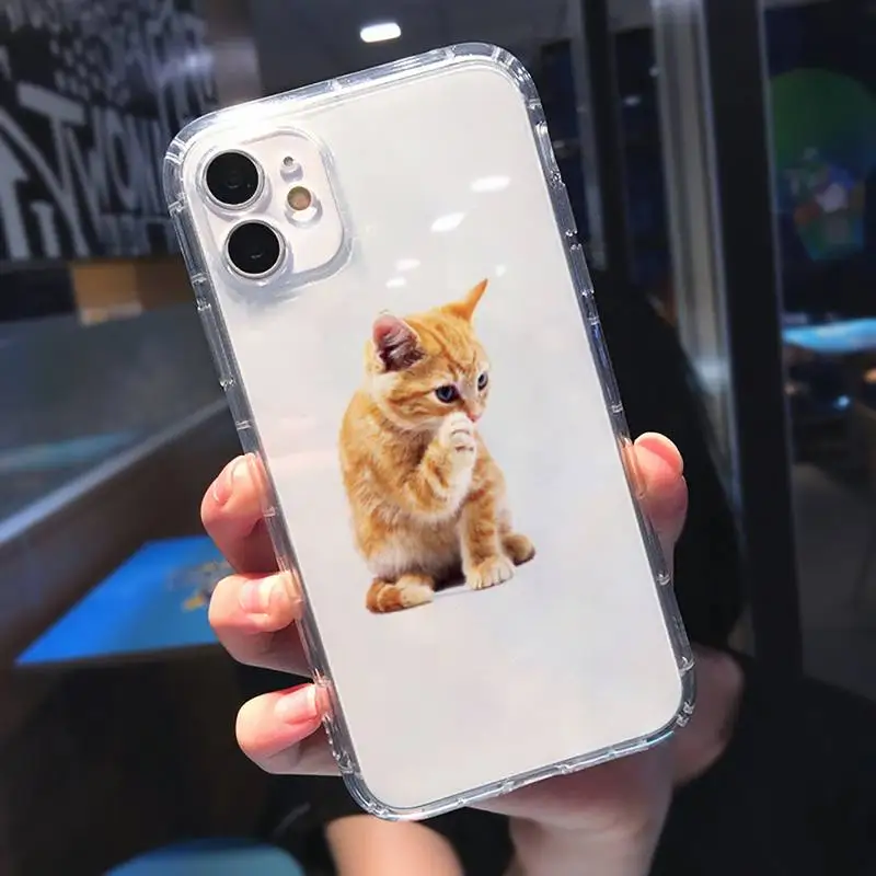 Cute kitten pretty Phone Case Transparent for iPhone 11 12 mini pro 8 7 6 6S XS MAX Plus X 5S SE 2020 XR
Cute kitten pretty Phone Case Transparent for iPhone 11 12 mini pro 8 7 6 6S XS MAX Plus X 5S SE 2020 XR