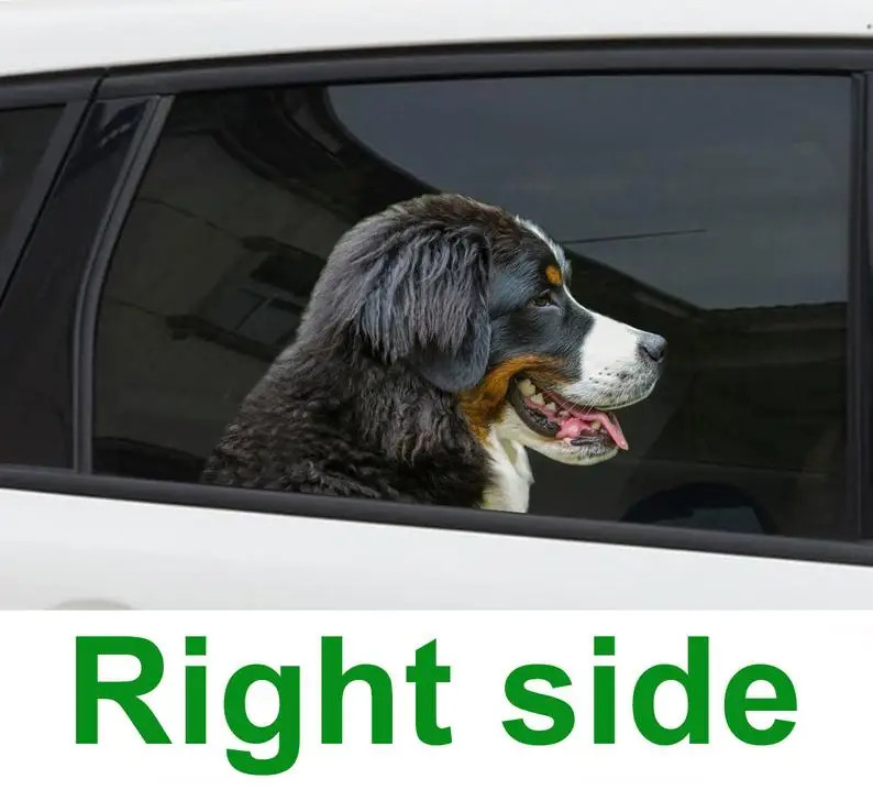 2021 Bernese mountain dog car window sticker , 3D sticker, Bernese mountain dog decal
2021 Bernese mountain dog car window sticker , 3D sticker, Bernese mountain dog decal