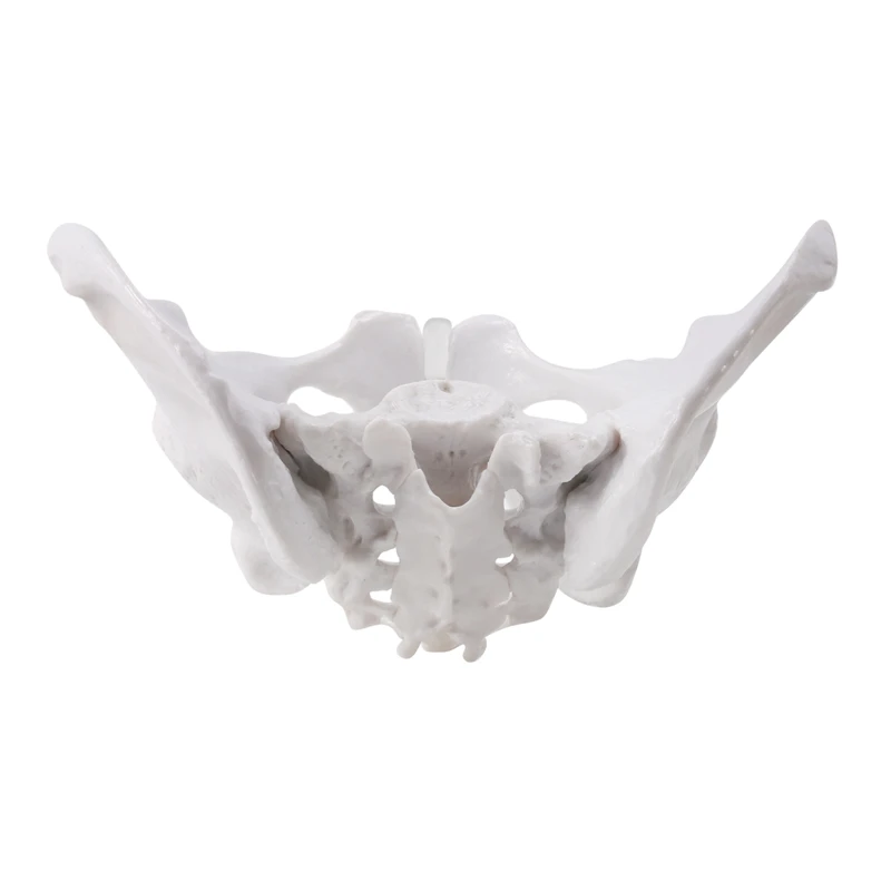 Female Pelvis Human Skeleton Model Specimen Hip Skeleton Anatomy Tool School Used Pubis Skeleton
Female Pelvis Human Skeleton Model Specimen Hip Skeleton Anatomy Tool School Used Pubis Skeleton