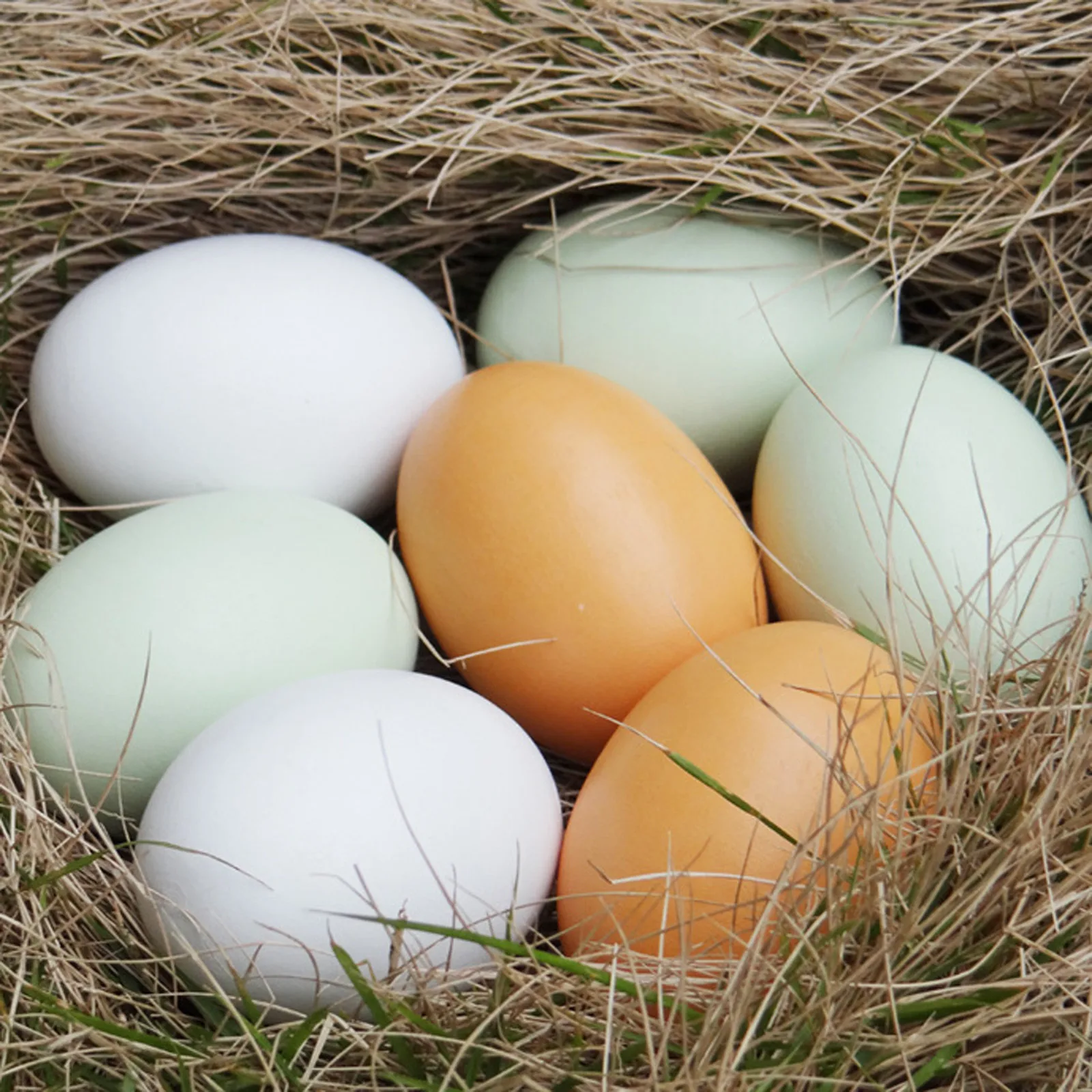 Realistic Solid Wood Egg Easter Hunt Egg Activity Tease Kid Prop 3 colors 7 pieces Wooden Hen Duck Eggs
Realistic Solid Wood Egg Easter Hunt Egg Activity Tease Kid Prop 3 colors 7 pieces Wooden Hen Duck Eggs