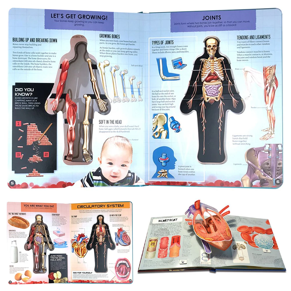 Human Body 3D Picture Book Anatomy of The Human Body in English Popular Science 3D Book Early Education Book for Kid Xmas Gift 
Human Body 3D Picture Book Anatomy of The Human Body in English Popular Science 3D Book Early Education Book for Kid Xmas Gift