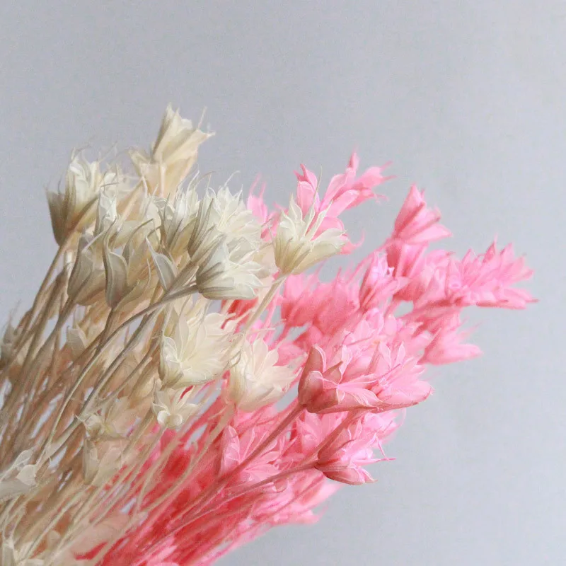 20PCS Octagonal Flowers Natural Preserved Dried Accessories Shooting PropsFloral Arrangement Home Wedding Valentine Decoration
20PCS Octagonal Flowers Natural Preserved Dried Accessories Shooting PropsFloral Arrangement Home Wedding Valentine Decoration