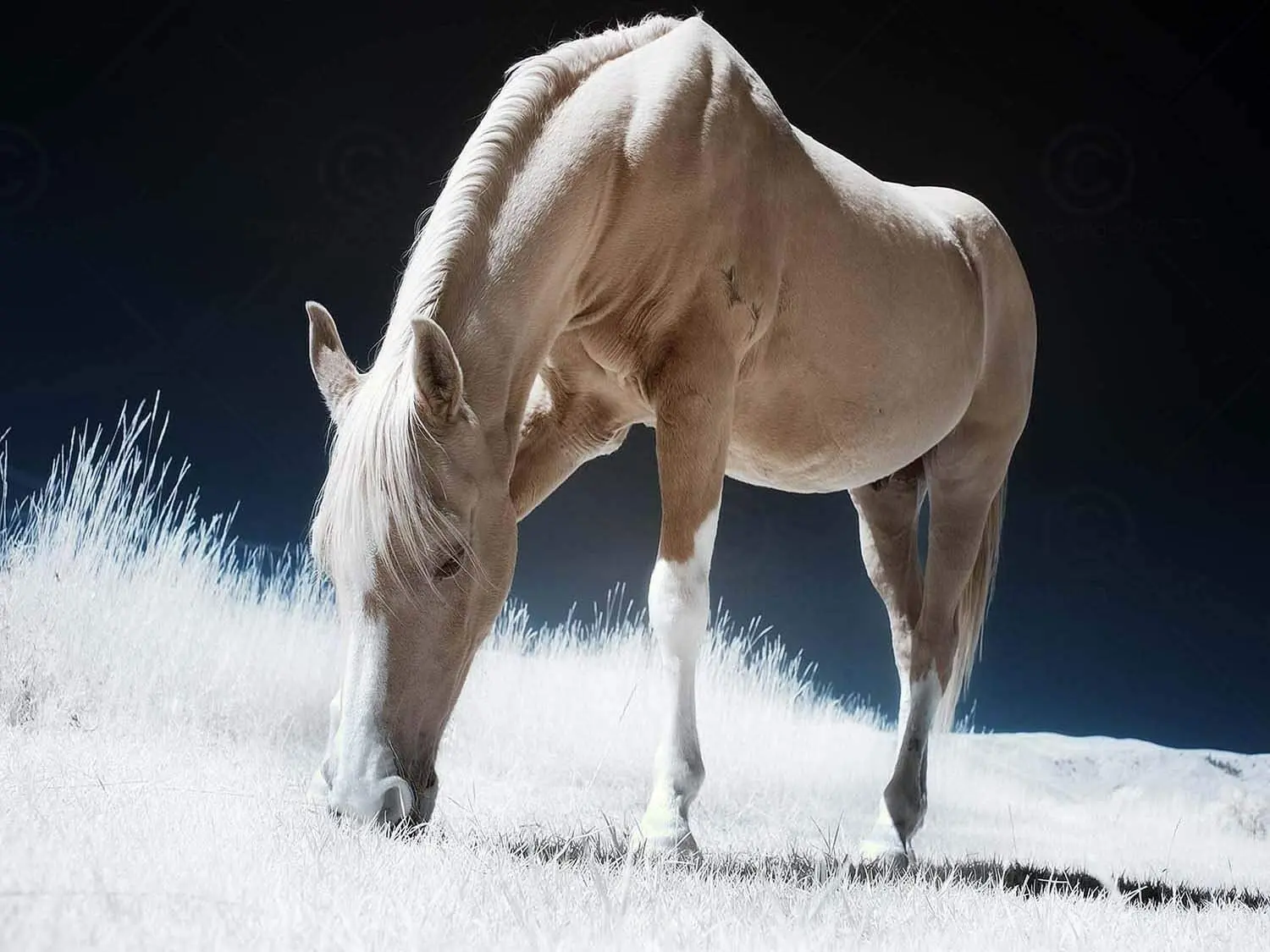 Animal Photo Painting Horse Novelty Metal Sign Home Man Cave Wall Decoration 8X12 inch
Animal Photo Painting Horse Novelty Metal Sign Home Man Cave Wall Decoration 8X12 inch