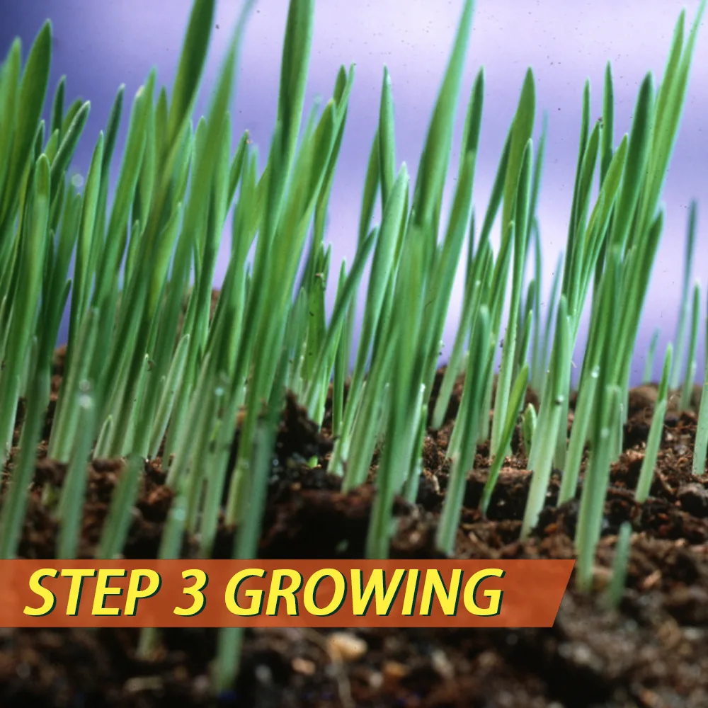 HOT Biodegradable Grass Seed Pad Gardening Ecological Blanket Degradation Pad High Quality Seed Carpet Sports Field Lawn 
HOT Biodegradable Grass Seed Pad Gardening Ecological Blanket Degradation Pad High Quality Seed Carpet Sports Field Lawn