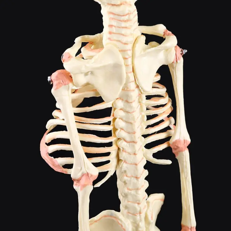 Single Head Baby Skull Human Research Model Skeleton Anatomical Brain Anatomy Teaching Study Display Y5GE
Single Head Baby Skull Human Research Model Skeleton Anatomical Brain Anatomy Teaching Study Display Y5GE