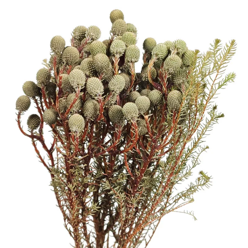 Hot-Selling 5pcs Coral Fruit Small Beans Preserved Dried Flower Bouquet Newyear Wedding Photograph Desktop Home Room Decoration
Hot-Selling 5pcs Coral Fruit Small Beans Preserved Dried Flower Bouquet Newyear Wedding Photograph Desktop Home Room Decoration