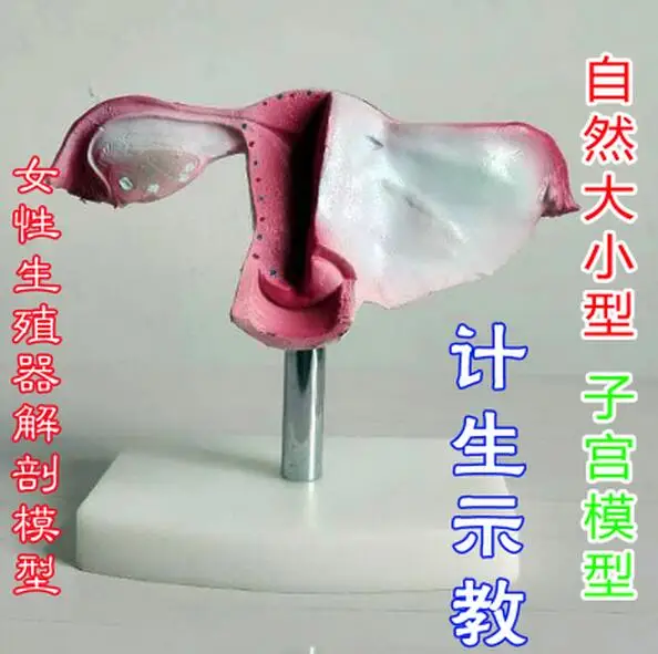 human model Natural size uterus model Female genital anatomy Family planning free shipping
human model Natural size uterus model Female genital anatomy Family planning free shipping