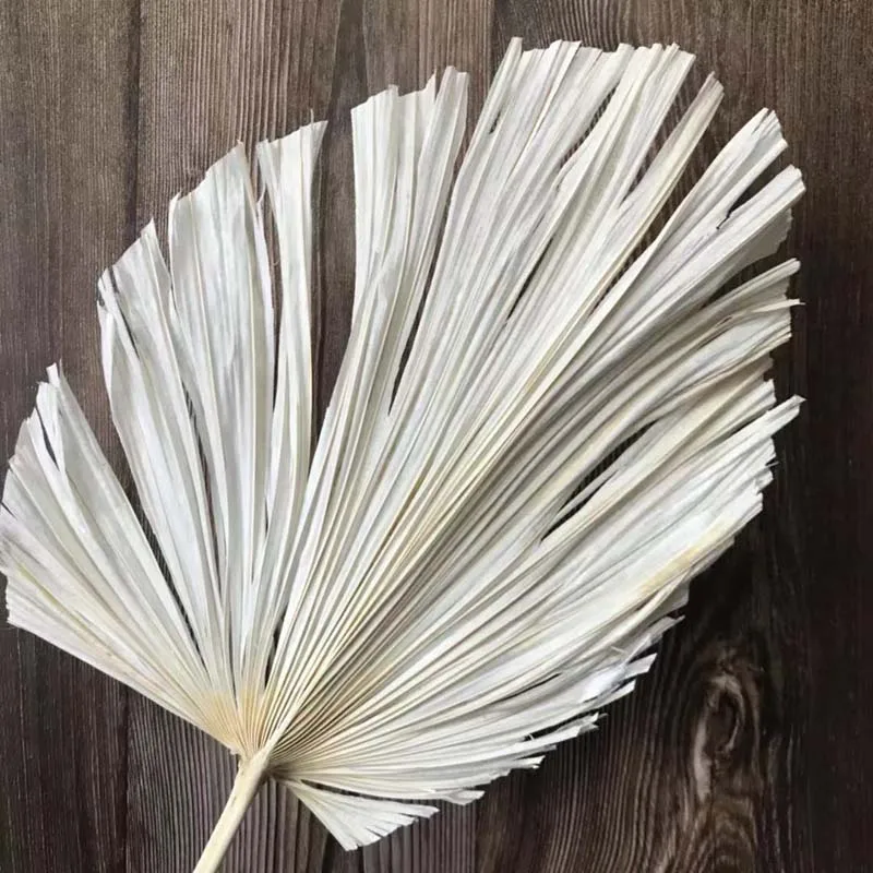 20~23*40CM,2PCS Dried Natural Plant Palm Leaves,DIY Dry Flowers Palm Fan Leaf for Party Art Wall Hanging,Wedding Decoration
20~23*40CM,2PCS Dried Natural Plant Palm Leaves,DIY Dry Flowers Palm Fan Leaf for Party Art Wall Hanging,Wedding Decoration