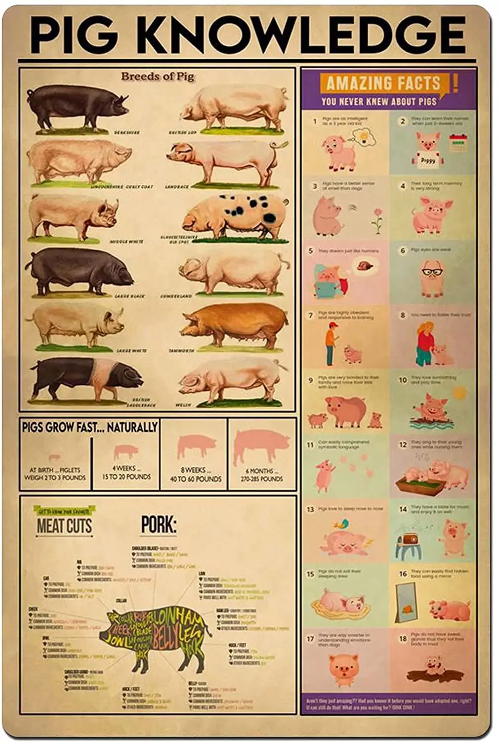 Pig Knowledge Metal Tin Sign Breeds of Pig Meat Cuts Unplaning Infographic Poster for Farm School Education Cafe Bar Home
Pig Knowledge Metal Tin Sign Breeds of Pig Meat Cuts Unplaning Infographic Poster for Farm School Education Cafe Bar Home