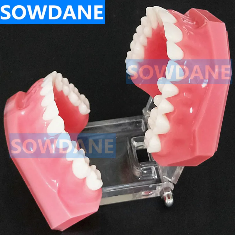 Высокое качество Стоматологическая 1:1 Ортодонтические зубы модель стандартная