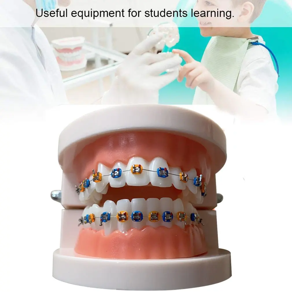 Universal Portable Tooth Model Dental Materials Orthodontic Model Dental Equipment Metal Brackets Orthodontic Model
Universal Portable Tooth Model Dental Materials Orthodontic Model Dental Equipment Metal Brackets Orthodontic Model