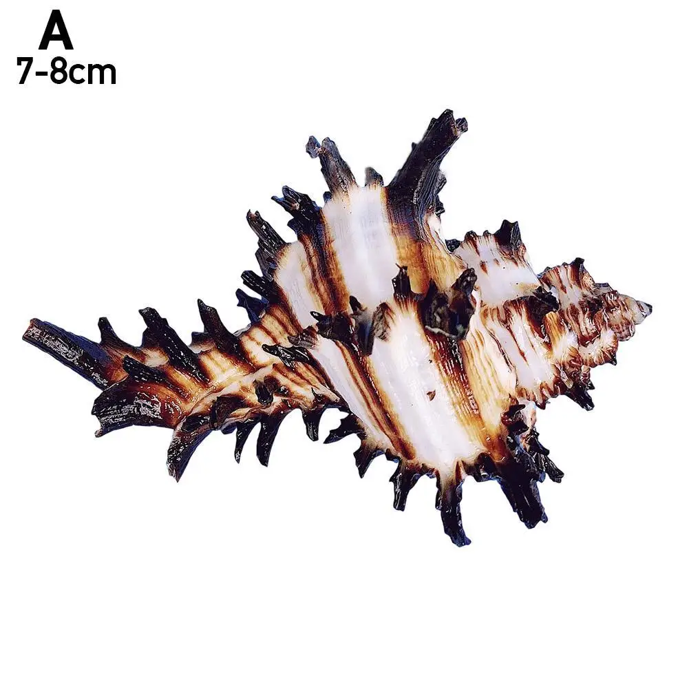 8-12cm Natural Snail Shell US Black Murex Black Zebra Bone Specimen Conch Sea Shells Nautical Home Decor Aquarium Landscape
8-12cm Natural Snail Shell US Black Murex Black Zebra Bone Specimen Conch Sea Shells Nautical Home Decor Aquarium Landscape