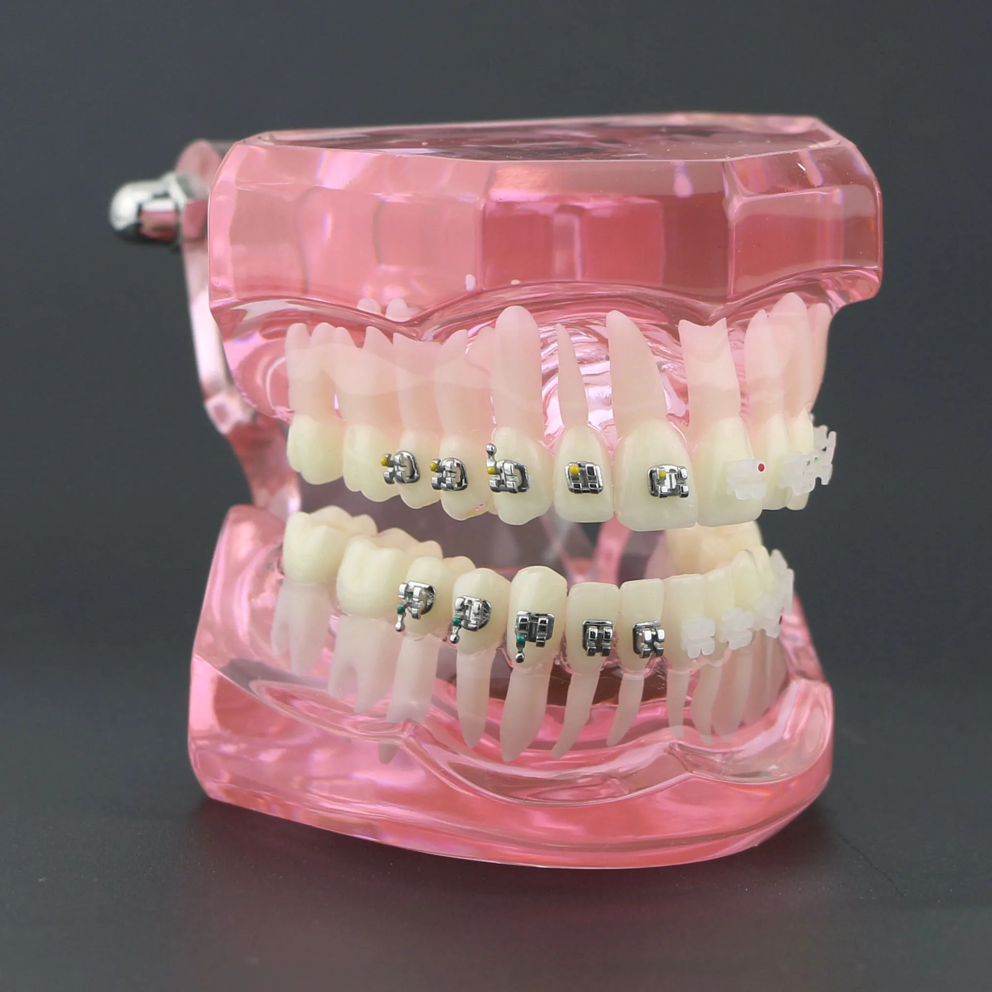 Dental with Metal Ceramic Bracket Braces Orthodontic Teeth Study Model 3003 Pink
Dental with Metal Ceramic Bracket Braces Orthodontic Teeth Study Model 3003 Pink