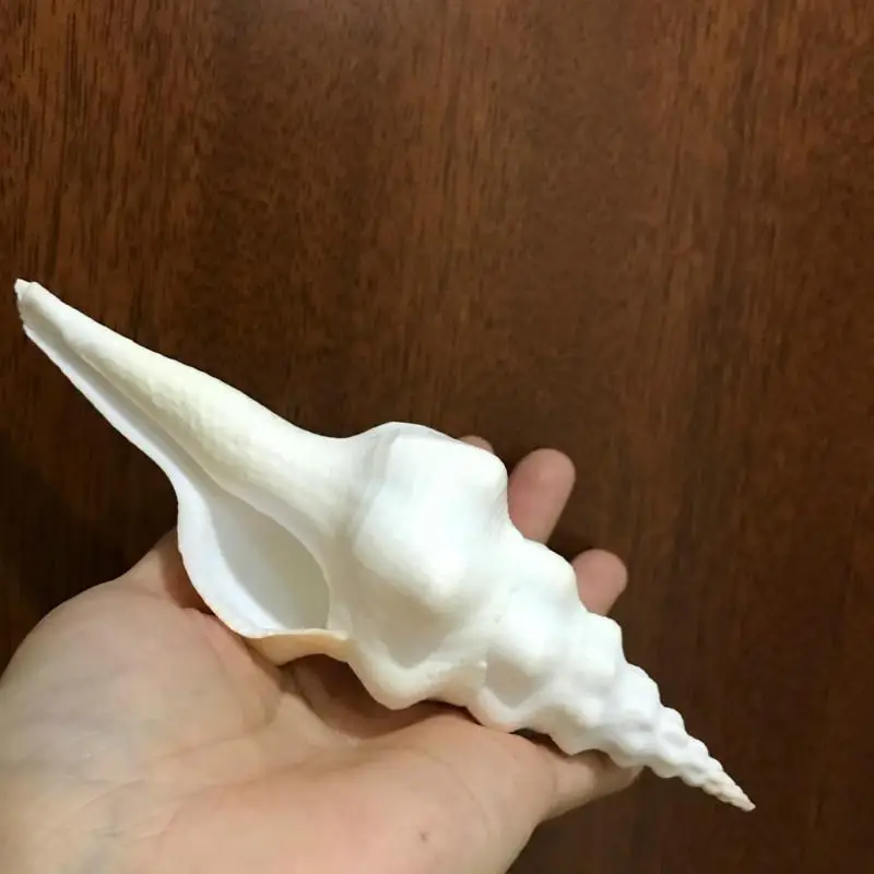 White long spir12-15cm natural conch shells Large screw aquarium aquarium decoration photography props
White long spir12-15cm natural conch shells Large screw aquarium aquarium decoration photography props