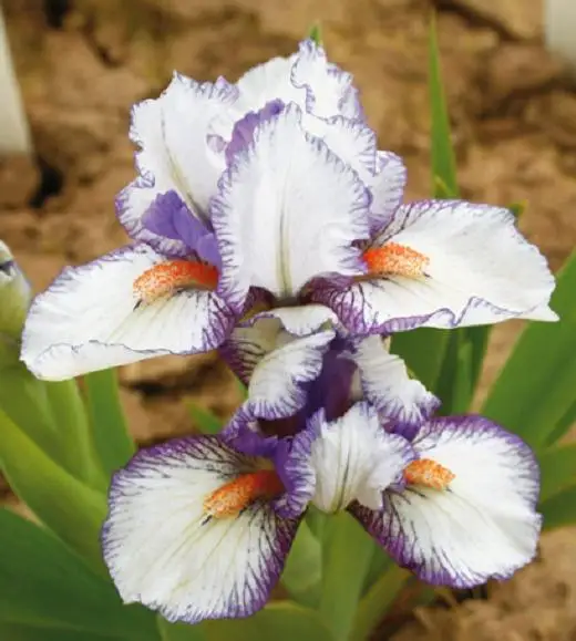 10 Iris Bulb Easy Grow Incredible Rare Specie Pleasant Beautiful Rainbow Bloom Gorgeou Balcony Bedroom Ornamental Garden Outdoor
10 Iris Bulb Easy Grow Incredible Rare Specie Pleasant Beautiful Rainbow Bloom Gorgeou Balcony Bedroom Ornamental Garden Outdoor