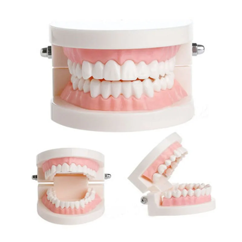 Зубной стоматологический стандарт для взрослых, модель для обучения зубам стандартная модель зубов (мягкие десны для 28 зубов) 2004
Зубной стоматологический стандарт для взрослых, модель для обучения зубам стандартная модель зубов (мягкие десны для 28 зубов) 2004