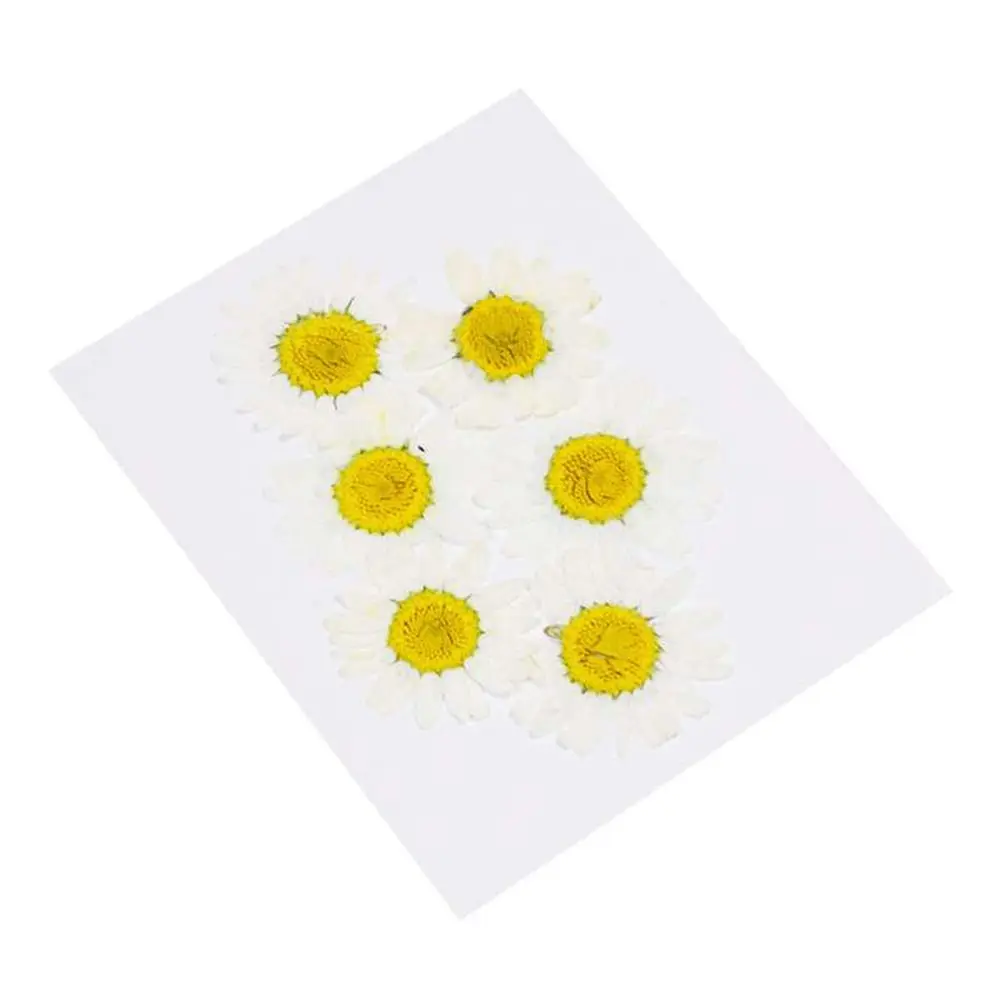 60pcs Real Pressed Flower Leaf Dried Daisy Flower Resin Nail Jewelry Flower Decals Dry Art Mold Fillings Epoxy Making Beaut
60pcs Real Pressed Flower Leaf Dried Daisy Flower Resin Nail Jewelry Flower Decals Dry Art Mold Fillings Epoxy Making Beaut