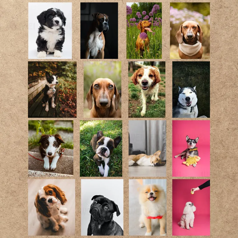 Home Decoration DIY 5D Diamond Embroidery Cute Dog Full Diamond Cross Stitch Set Painting Resin Hobby Craft 
Home Decoration DIY 5D Diamond Embroidery Cute Dog Full Diamond Cross Stitch Set Painting Resin Hobby Craft