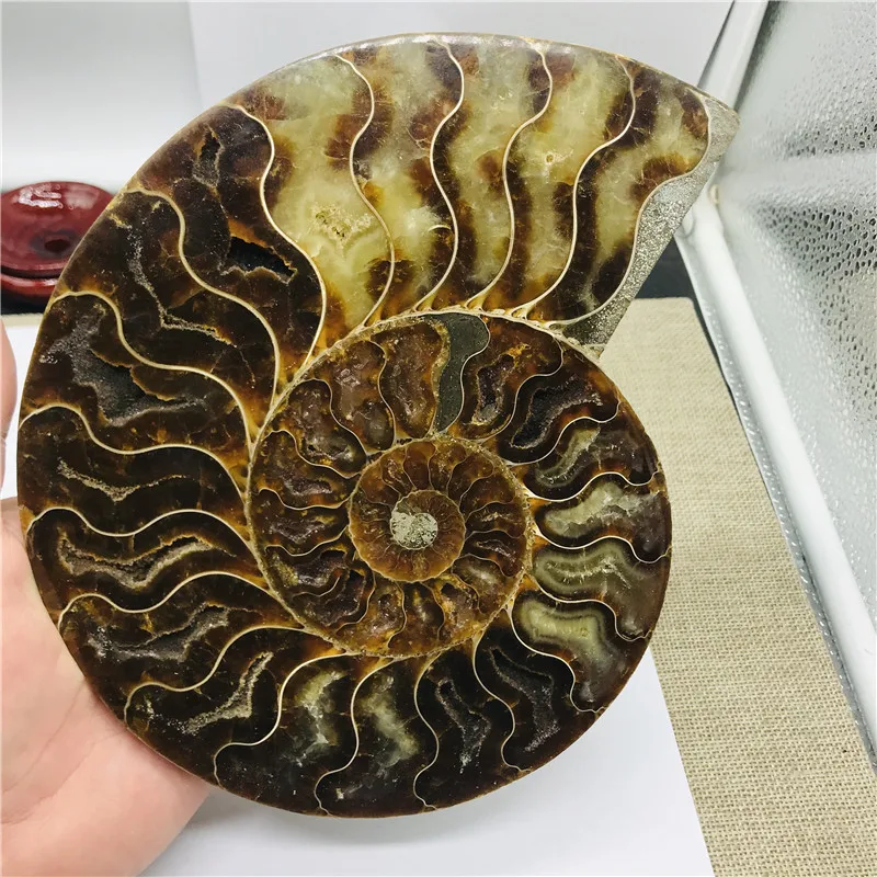 Natural ammonite fossil slice conch with stand MADAGASCAR FOSSIL SPECIMEN Crystals Healing
Natural ammonite fossil slice conch with stand MADAGASCAR FOSSIL SPECIMEN Crystals Healing