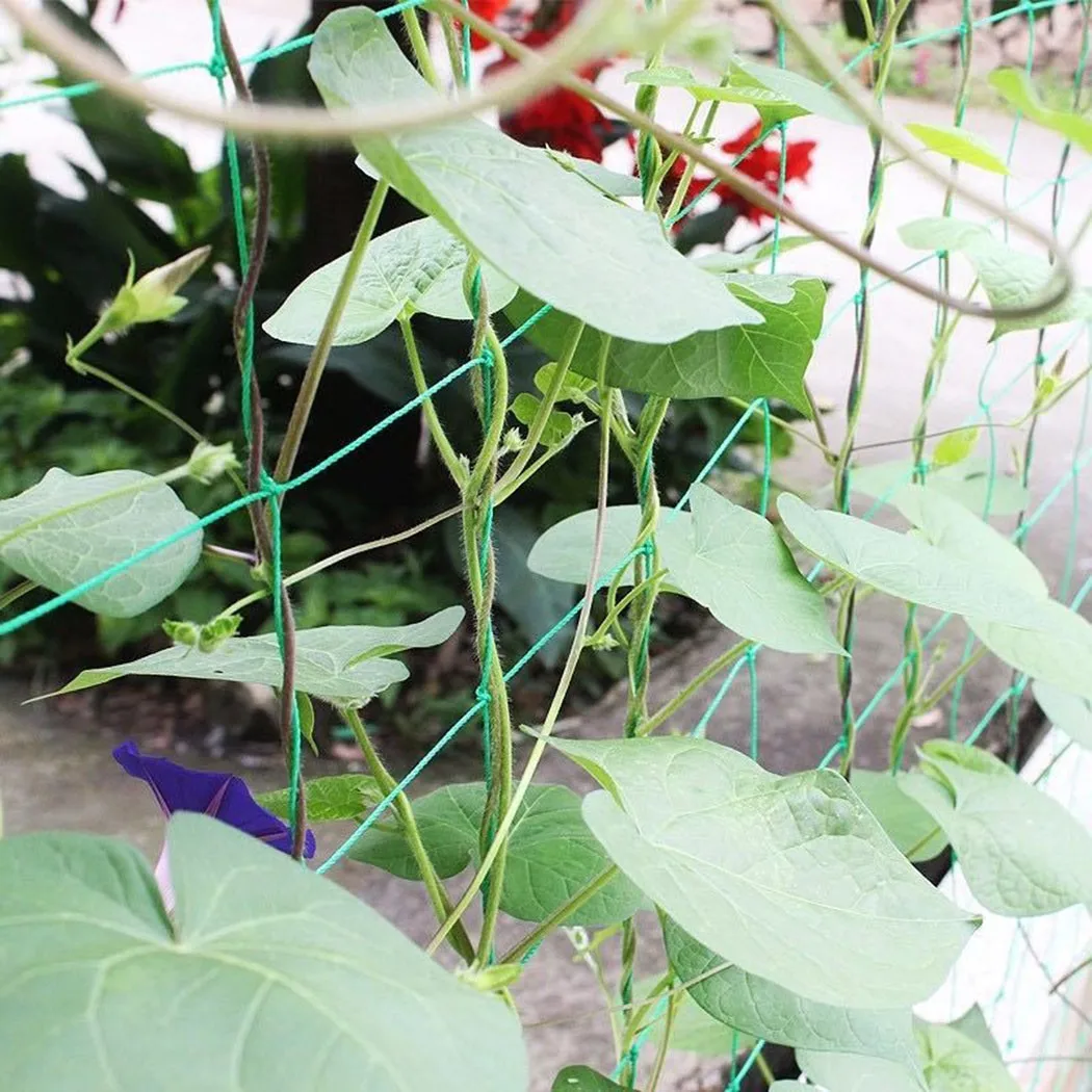 Garden Nylon Trellis Netting Support Climbing Bean Plant Net Grow Fence Decor 1.8mx.8m Green Thickened Line
Garden Nylon Trellis Netting Support Climbing Bean Plant Net Grow Fence Decor 1.8mx.8m Green Thickened Line