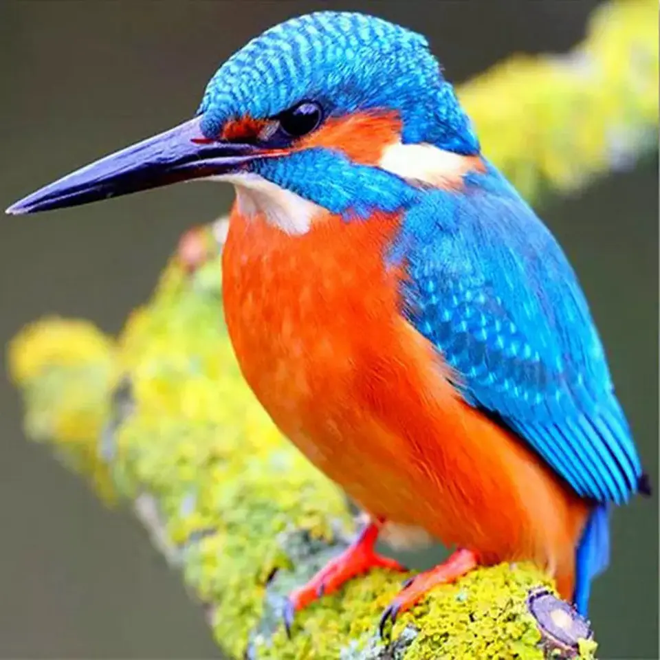 CCY New 5D diamond painting household goods handicraft sewing cross stitch color "animal bird" DIY stick diamond embroidery gift 
CCY New 5D diamond painting household goods handicraft sewing cross stitch color "animal bird" DIY stick diamond embroidery gift