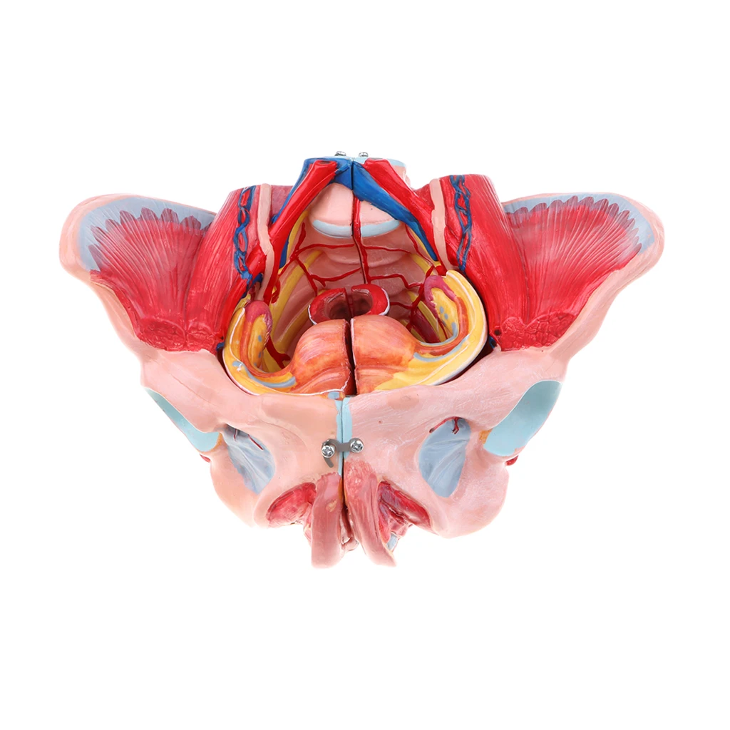 1:1 натуральный размер женская модель таза с сосудами Связки мышц нервов и органов