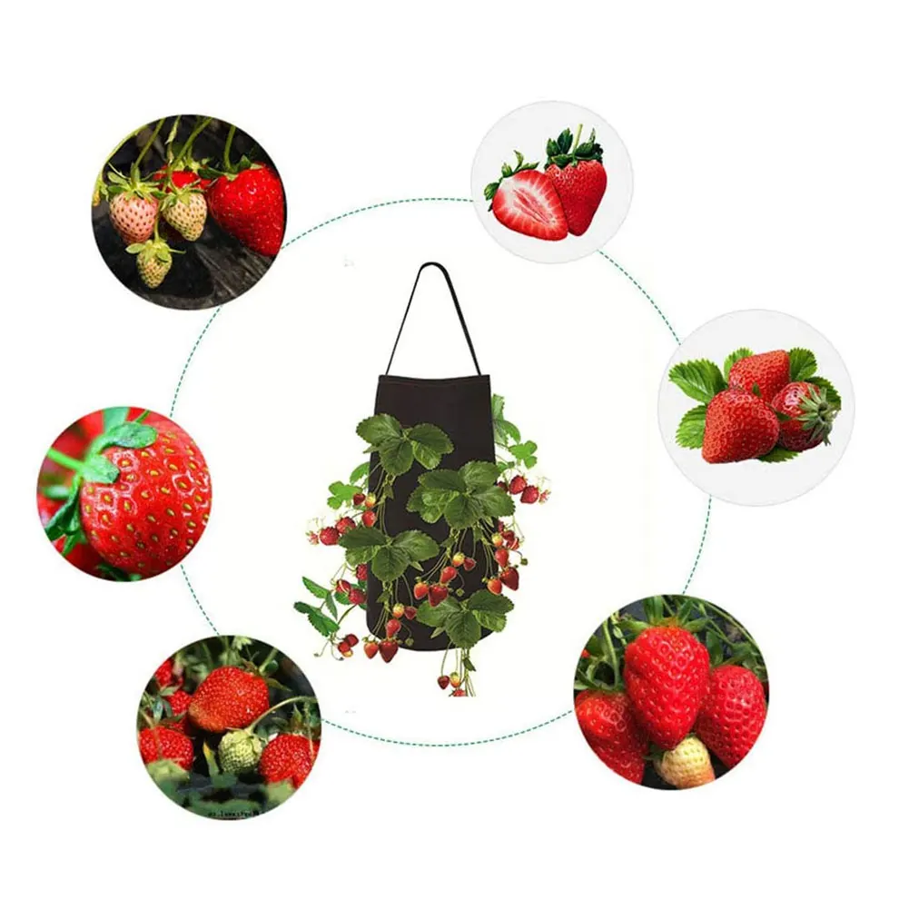 Hanging Strawberry Planting Felt Cloth Planting Container Bag Garden Pot Plant Grow Bag 11 Holes With Holes Strap Handles
Hanging Strawberry Planting Felt Cloth Planting Container Bag Garden Pot Plant Grow Bag 11 Holes With Holes Strap Handles
