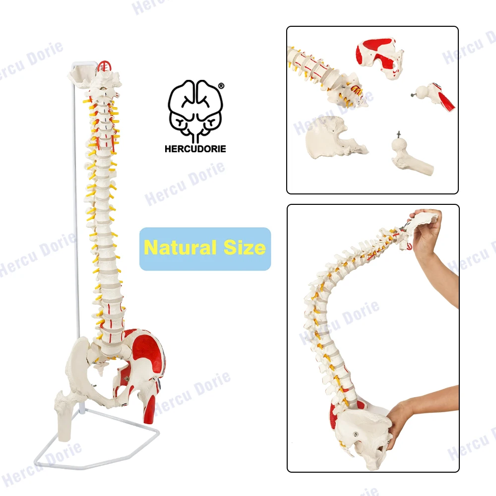 Life Size Human Spine Model, Bendable Spinal Cord with Hyoid Bone, Herniated Disk, Nerves, Arteries, Pelvis, Femur Heads, Teachi
Life Size Human Spine Model, Bendable Spinal Cord with Hyoid Bone, Herniated Disk, Nerves, Arteries, Pelvis, Femur Heads, Teachi