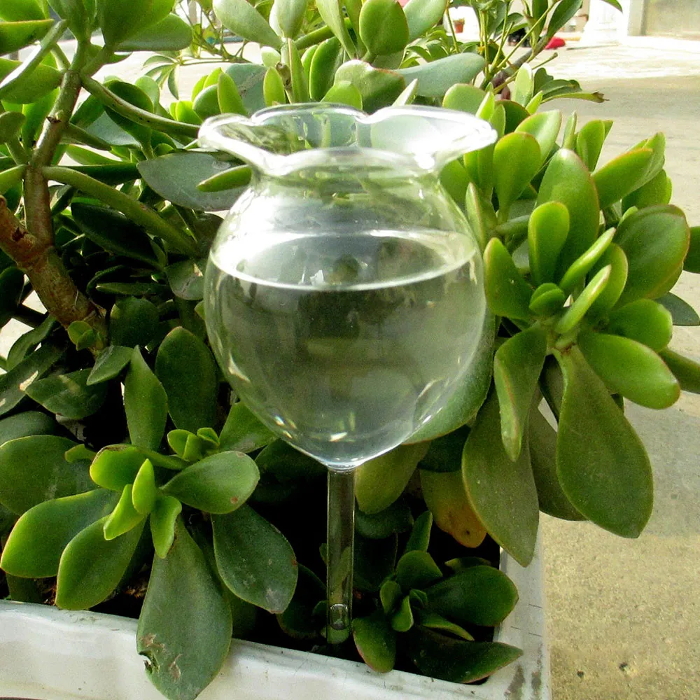Indoor Automatic Flower Glass Garden Plant Watering Device Sprinkler Glass Plant Flowers Water Feeder Automatic Self Watering
Indoor Automatic Flower Glass Garden Plant Watering Device Sprinkler Glass Plant Flowers Water Feeder Automatic Self Watering