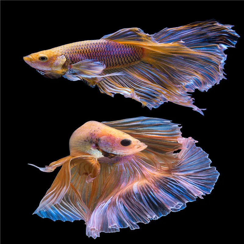 Nordic style Tropical Goldfish Canvas Painting Luxury Living Room Bedroom Decoration Picture Core Home Aesthetic Art Wall Decor
Nordic style Tropical Goldfish Canvas Painting Luxury Living Room Bedroom Decoration Picture Core Home Aesthetic Art Wall Decor
