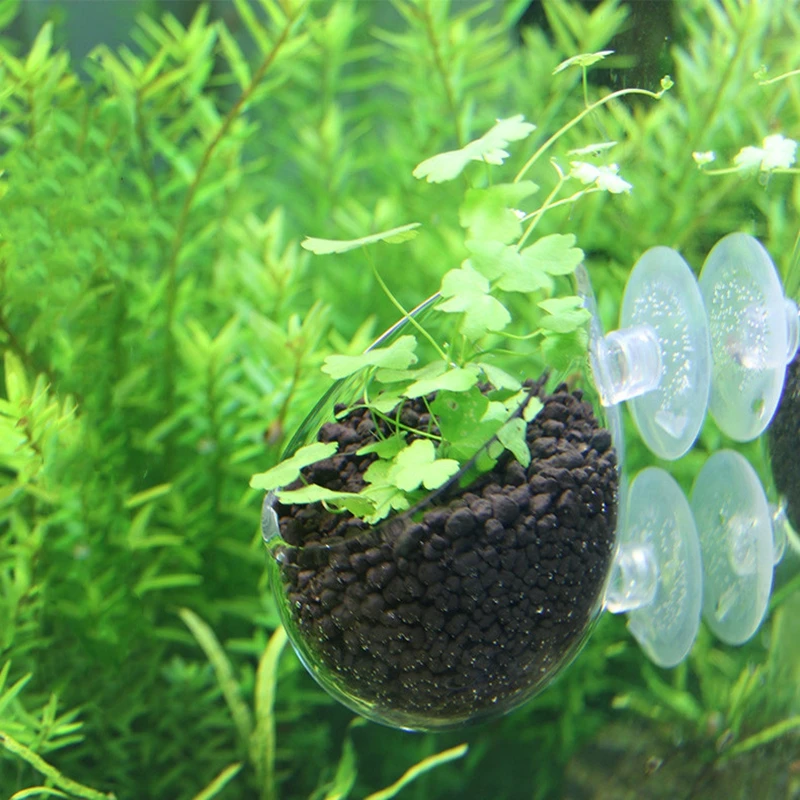 Fish Tank Mini Crystal Empty Glass Pot Polka Water Potted Aquatic Planting Cylinder Cup Aquarium Decoration Accessories
Fish Tank Mini Crystal Empty Glass Pot Polka Water Potted Aquatic Planting Cylinder Cup Aquarium Decoration Accessories