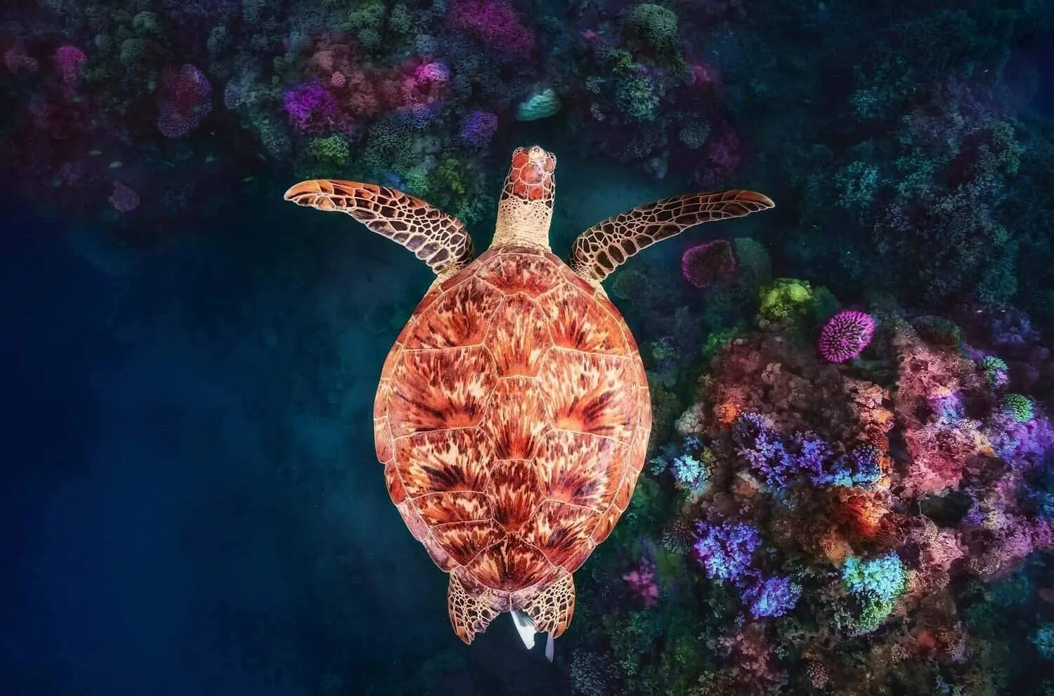 Metal Tin Sign Sea Turtle Ocean Marine Pub Outdoor Bar Retro Poster Home Kitchen Restaurant Wall Decor Signs 12x8inch
Metal Tin Sign Sea Turtle Ocean Marine Pub Outdoor Bar Retro Poster Home Kitchen Restaurant Wall Decor Signs 12x8inch